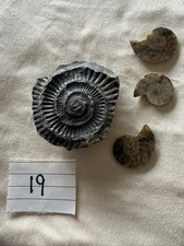Set ammonite fossils for sale  ROWLANDS GILL