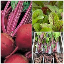 Beetroot vegetable plug for sale  CHESTER