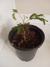 mimosa tree for sale mimosa tree for sale Leland