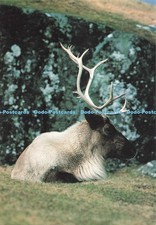 D269838 reindeer highland for sale  WARLINGHAM