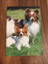 Alte hundepostkarte papillon gebraucht kaufen Alte hundepostkarte papillon gebraucht kaufen  Borna