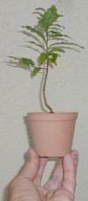 Ochna serrulata mickey for sale  Rosemead