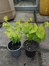 Golden hop humulus for sale  GLASGOW