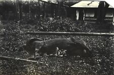 Cavalli horses photo usato  Trieste