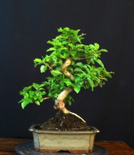 Bonsai chinesischer liguster gebraucht kaufen  Bielefeld