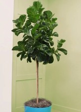 Fiddle leaf fig for sale  Miami
