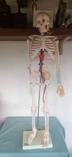 Scheletro umano modello usato  Roma