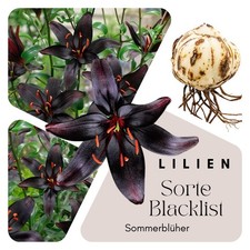 Schwarze lilien zwiebeln gebraucht kaufen  Deutschland