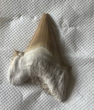 Dent requin fossile d'occasion  Saint-Jeoire