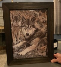 Wolf picture 19 for sale  Shrub Oak