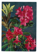 Color kunst rhododendron gebraucht kaufen  Pünderich