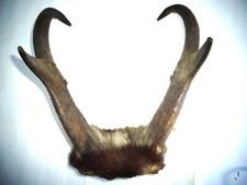 Antelope antlers prongs for sale  Helena