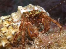 Paguro invertebrato detritivor usato  Italia