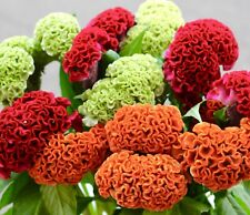 1200x cockscomb tall for sale  DEWSBURY