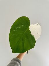 Monstera albo large for sale  Clarksburg