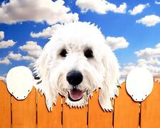 Perfect pet picture for sale  Denver