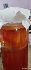 Live kombucha scoby for sale  CHESTERFIELD