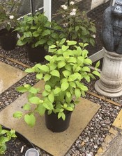 Large cornus alba for sale  SWANSEA
