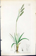 Estampa antiga Carex Recurva plantas britânicas botânica 1847 Sowerby Smith cor 19º comprar usado  Enviando para Brazil