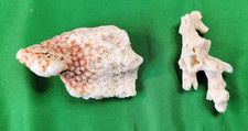 Dry reef lot for sale  Hamburg
