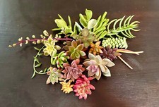 Beautiful colorful healthyorga for sale  Cotati