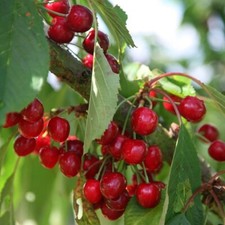 Cherry stella prunus for sale  LONDON
