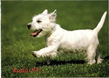 440) AK West Highland White Terrier, "Westie" Dog, Hunde Postkarte Tiere, usado comprar usado  Enviando para Brazil