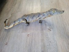 Crocodile taxidermie naturalis d'occasion  Trans-en-Provence