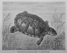 Tartaruga acquatica sternother usato  Spedire a Italy