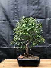 Chinese elm bonsai for sale  Patchogue