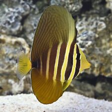 Sailfin tang long for sale  HAYWARDS HEATH