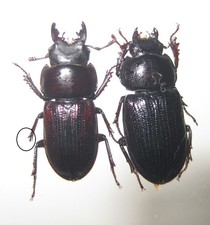 Lucanidae onorelucanus heenami d'occasion  Fontenay-sous-Bois