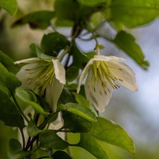 Clematis jingle bells for sale  UK