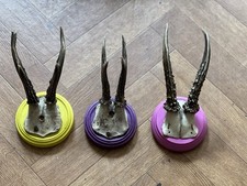 wall antlers for sale  BRIGHTON