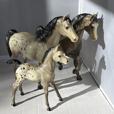 Speck arabian appaloosa for sale  Windsor