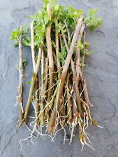 Rooted goji berry for sale  Derwood