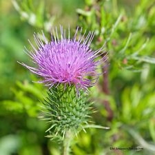 Mariendistel silybium marianum gebraucht kaufen  Schwabach