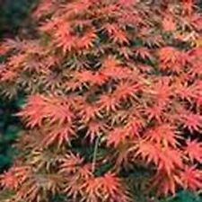 Plant érable japon d'occasion  Blagnac
