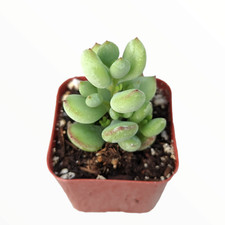 Cotyledon pendens succulent for sale  Morgan Hill