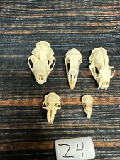 Lot animal skulls for sale  Java