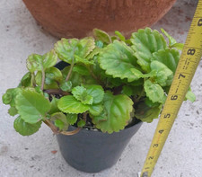 Swedish ivy plant for sale  La Mirada