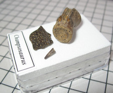 Cretaceous hell creek for sale  WAKEFIELD
