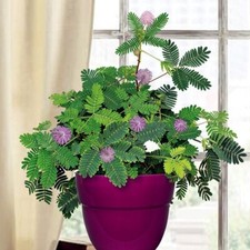 Dwarf sensitive plant for sale  Lincolnton