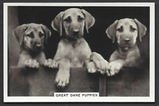 Pattreiouex dogs 39 for sale  TAMWORTH