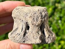 Rare texas fossil for sale  Coppell