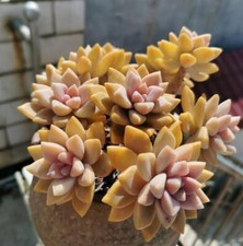 Usado, Victor Kane *corte* 6cm diâmetro Graptopetalum suculento  comprar usado  Enviando para Brazil