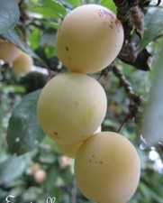 Mirabellier lorraine prunus d'occasion  Metz-