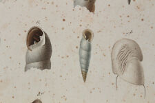 Molluscs engraving animal d'occasion  Expédié en Belgium