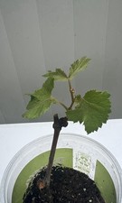 Kyoho grape cutting for sale  Baldwin Park