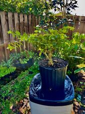 Star jasmine bonsai for sale  Bonita Springs
